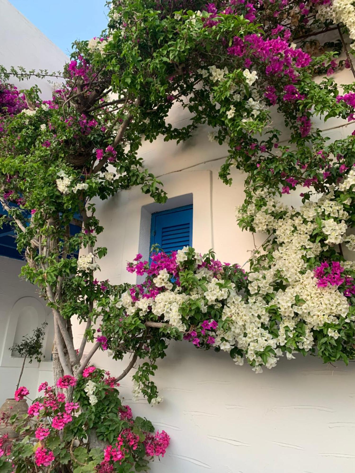 Pelagos Studios Parikia  Exterior photo